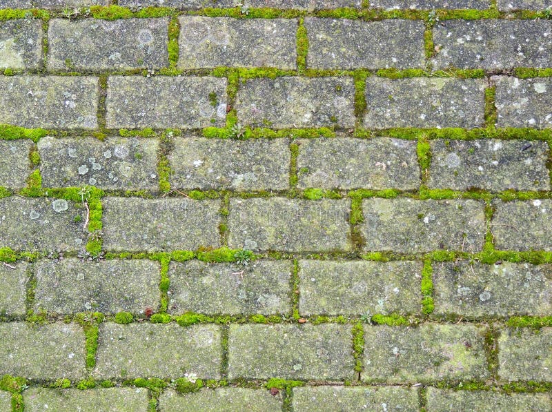 Sidewalk paved with clinker bricks. Moss stock photos