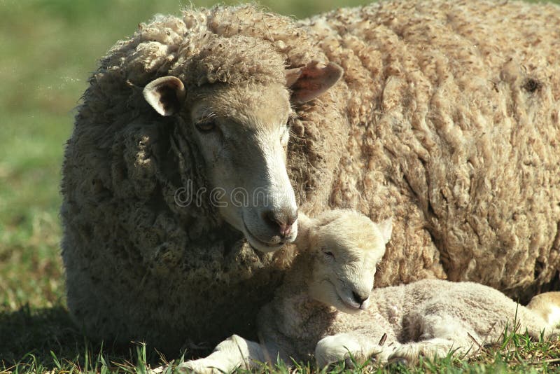 Ewe with baby lamb stock photo. Image of rural, australia 36209266