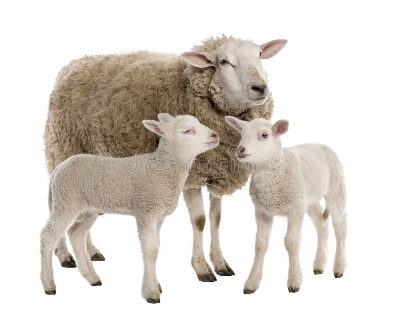 A Ewe with her two lambs stock photos A Ewe with her two lambs stock photos