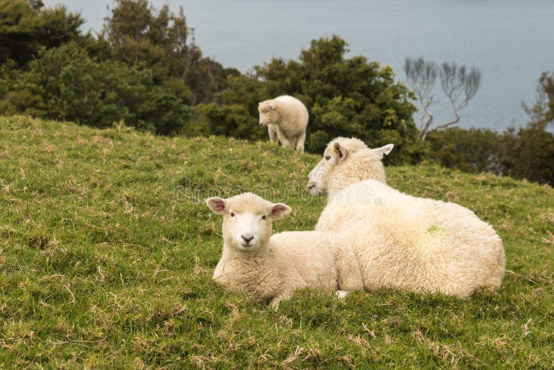 Ewe with lamb resting on grass