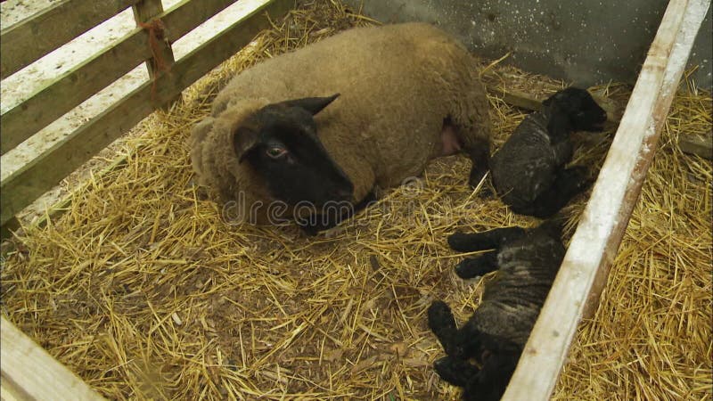 Ewe Lying Perto De Bebês Gêmeos, fazenda no Reino Unido