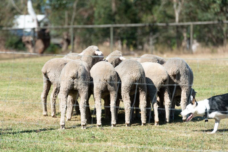 merino sheep dog