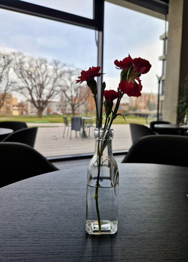 Exact natural range is uncertain due to extensive cultivation over the last 2,000 years. Carnations are prized for their vibrant colors, delicate fringed petals, and fragrance. Exact range stock images, royalty-free photos and pictures