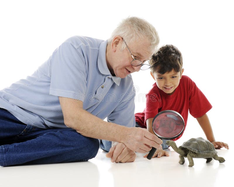 An adorable preschooler happily examining a box turtle with his grandpa. On a white background. An adorable preschooler happily examining a box turtle with his grandpa. On a white background.
