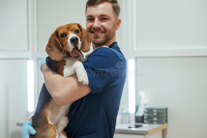 After the examination. Holding animal. Male veterinarian is working with beagle dog in the clinic royalty free stock photos
