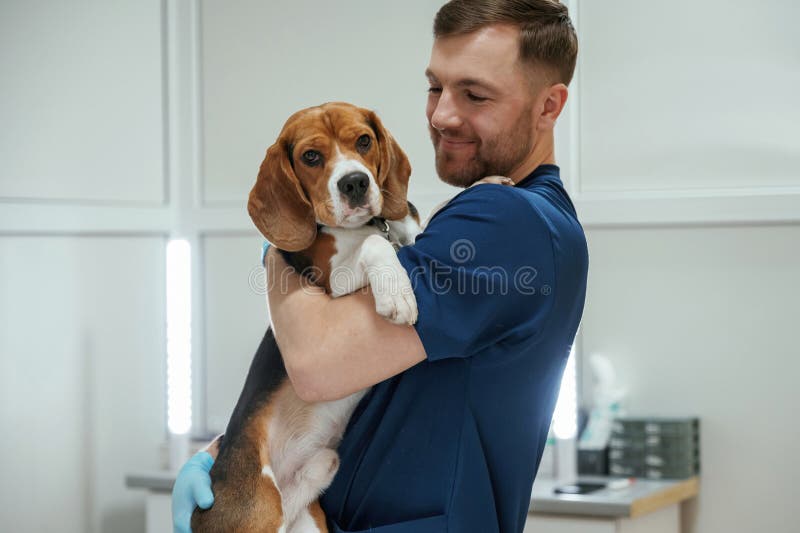 After the examination. Holding animal. Male veterinarian is working with beagle dog in the clinic stock photos