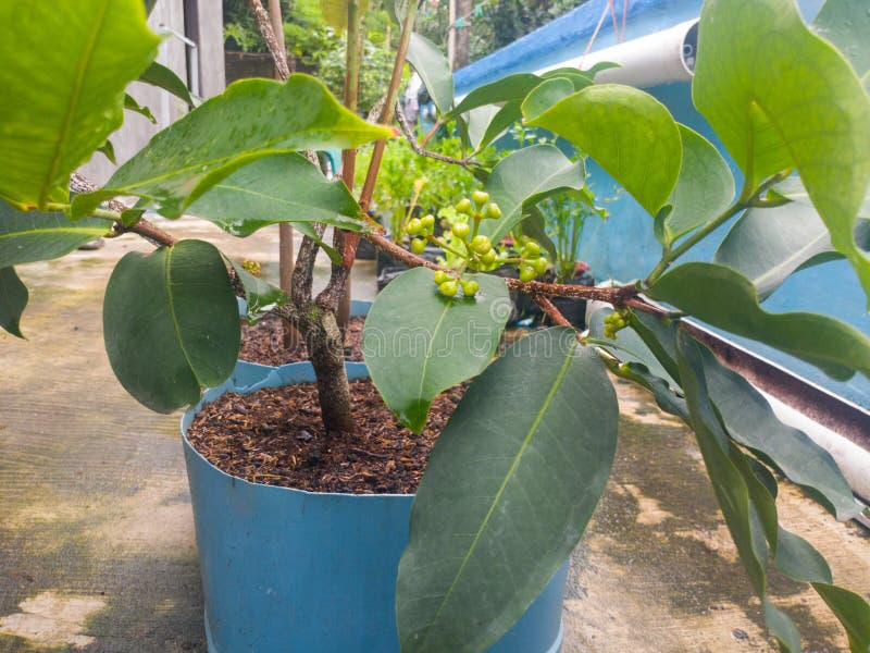 1,607 Apple Tree Pot Stock Photos Free & RoyaltyFree Stock Photos from Dreamstime