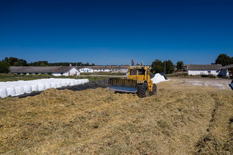Excavator working on a pile of silage in the farm stock photo