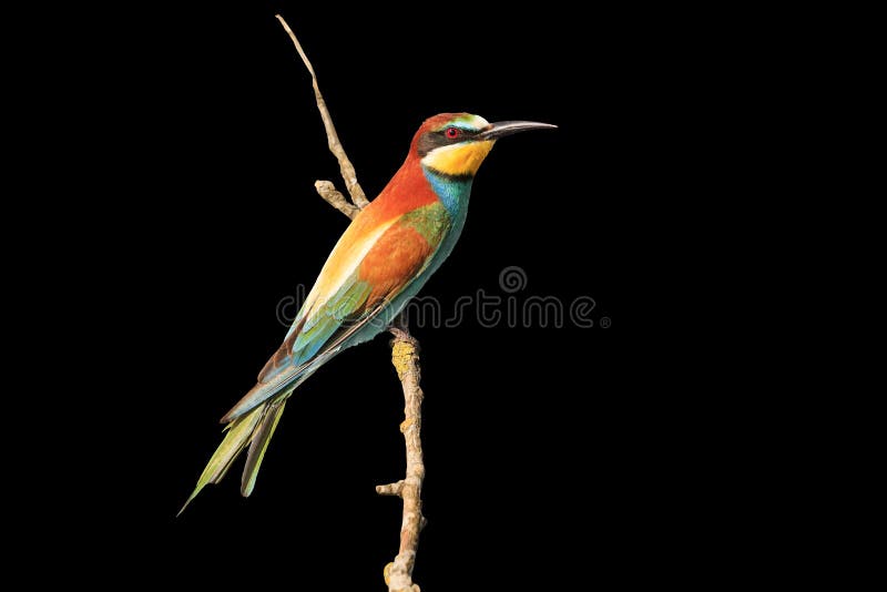 Excellent color bird on a branch isolated on black