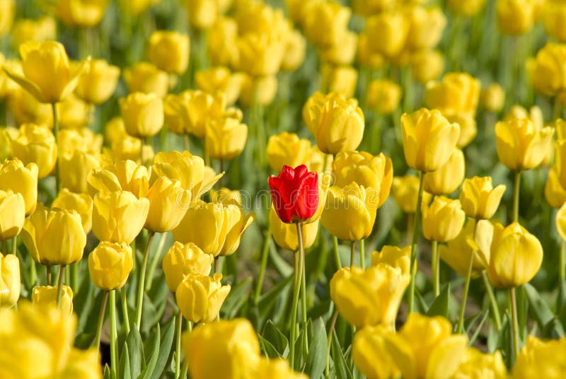 Exceptionnel. Choisissez la tulipe rouge lumineuse entourée par les tulipes jaunes