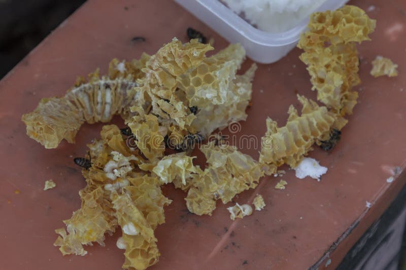 Excess Comb Removed from a Bee Hive Stock Photo Image of healthy