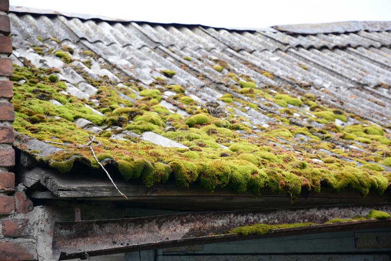 Excessive growth of moss and lichen on asbestos corrugated roof badly damaged the roof cover of a garage building