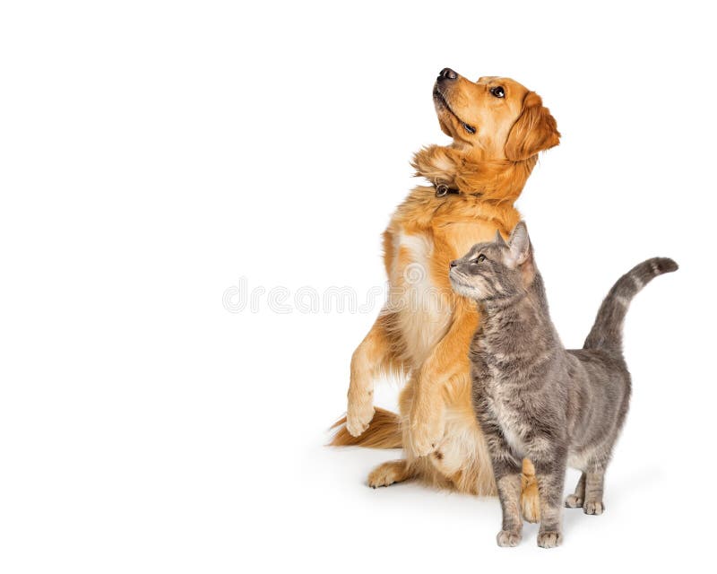 Excited Dog and Cat Sitting Together Looking Up Stock Photo Image of