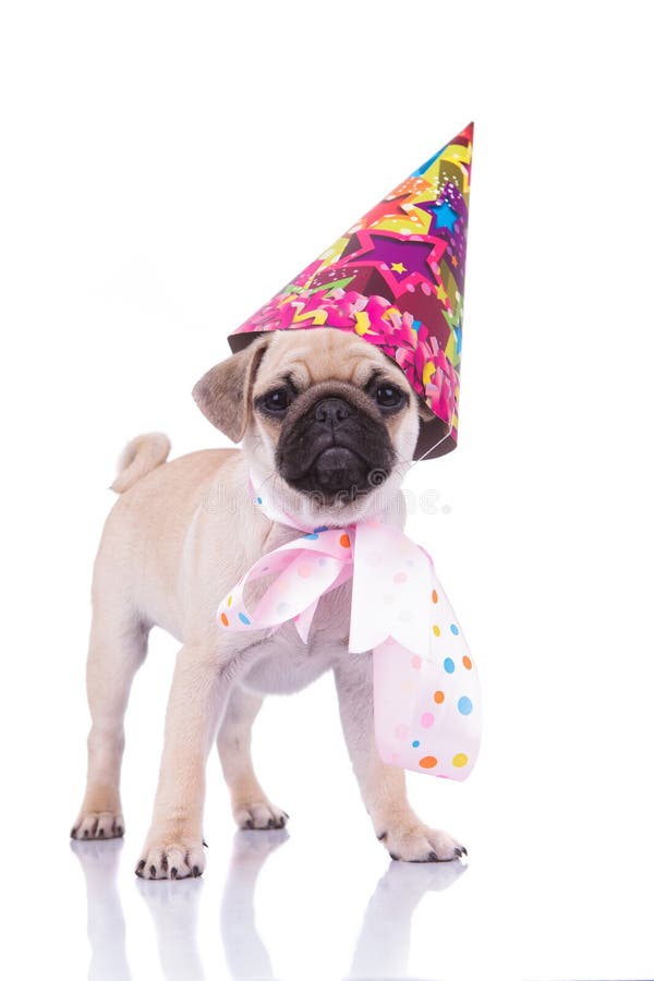 Excited pug with birthday hat and colorful ribbon around neck royalty free stock images Excited pug with birthday hat and colorful ribbon around neck royalty free stock images