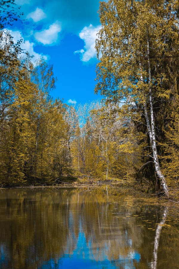 Exclusive Beauty of Nature Mixed Forest, and Near the River Stock Image ...