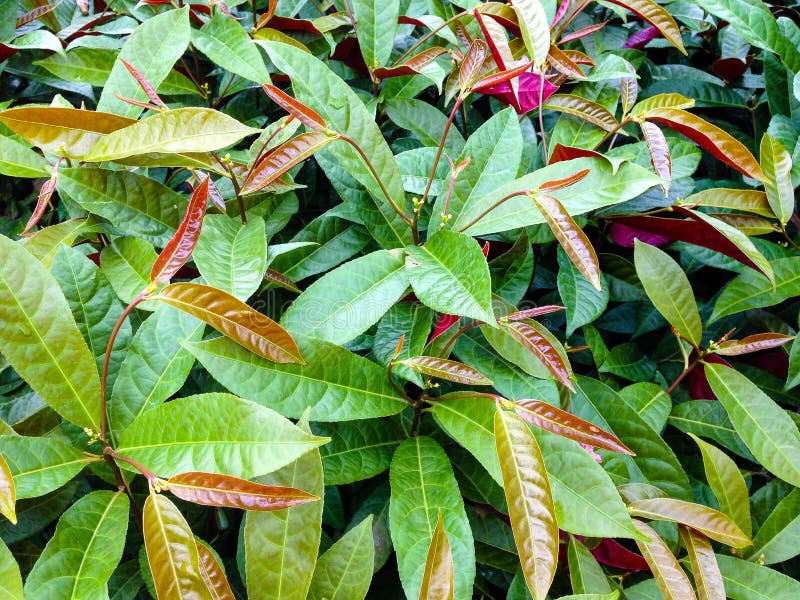 Excoecaria cochinchinensis plants.