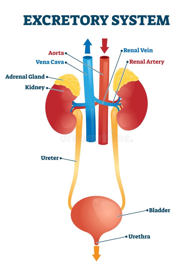 Structure of the Bladder