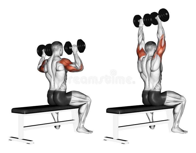 Dumbbell Stock Illustrations 29 547 Dumbbell Stock Illustrations
