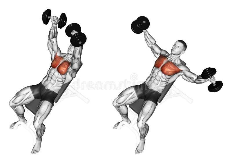 Exercising Breeding Dumbbells Lying On An Incline Stock
