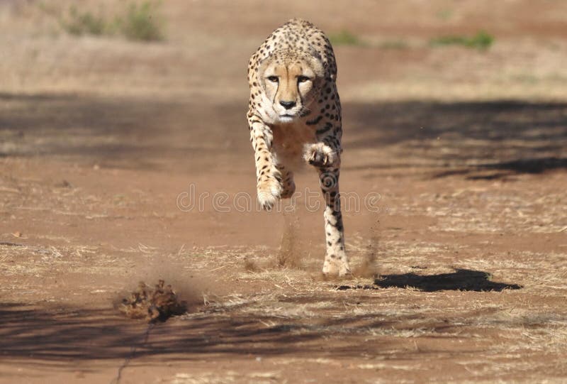 Exercising cheetah: chasing a lure, almost there!