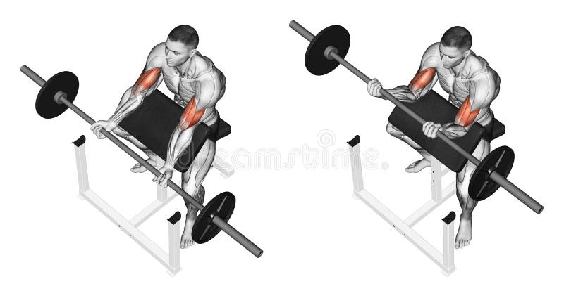 Exercising Curls On The Bench Stock Illustration Illustration