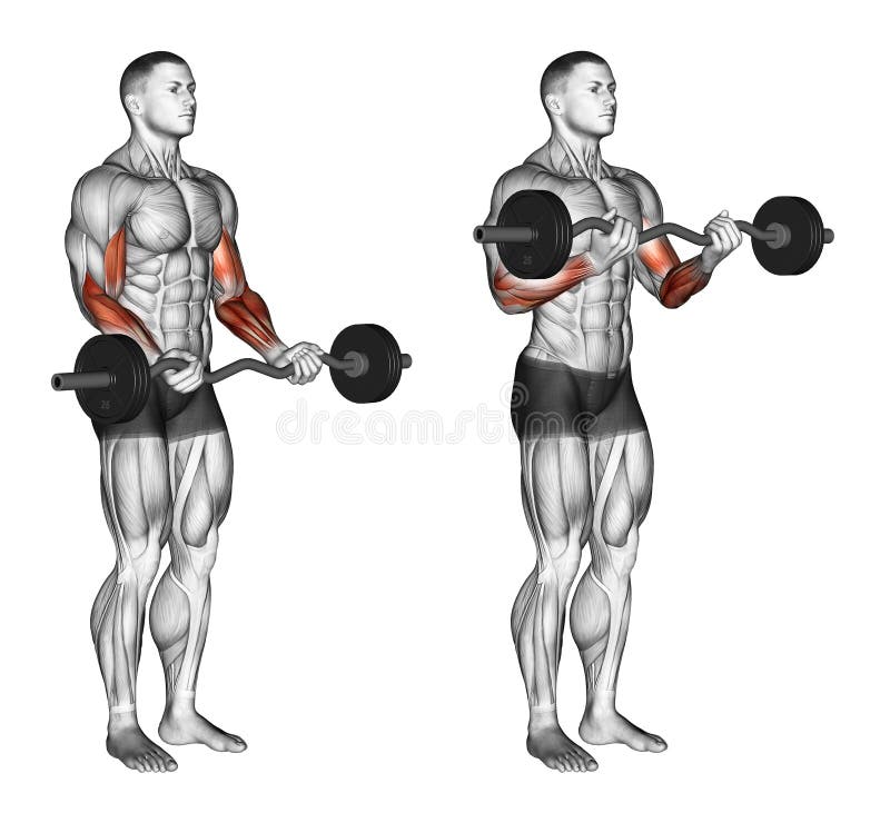 Exercising. EZ Bar Curls stock illustration. Illustration of involved -  67126643