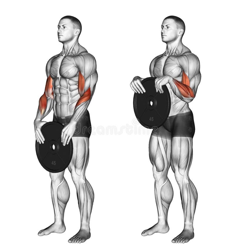 Image result for reverse curl