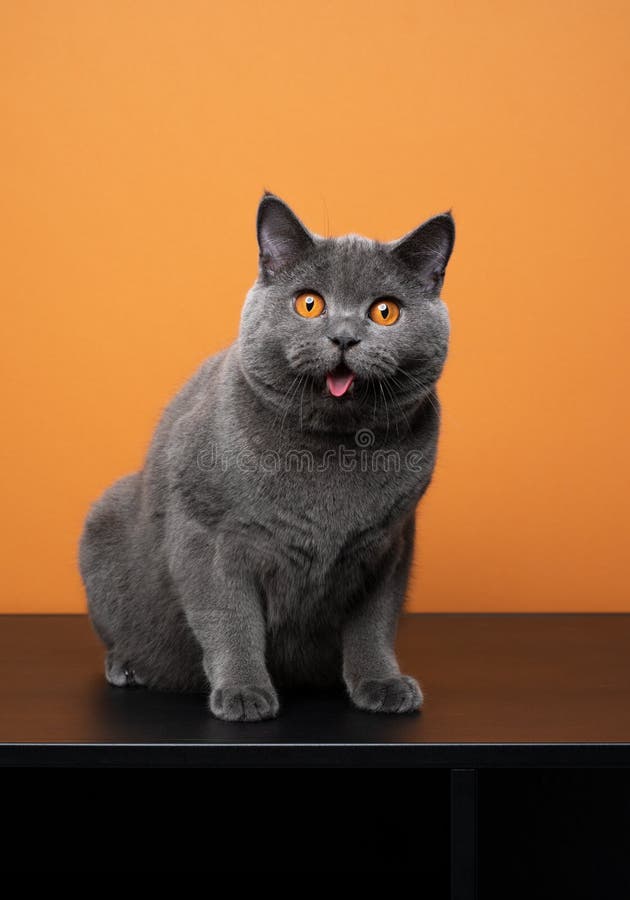 A domestic shorthair cat with dilated pupils and its mouth open in