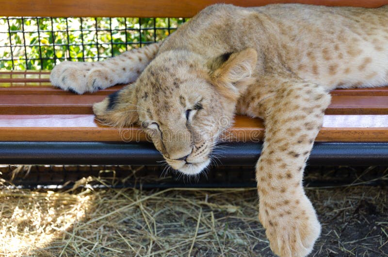 Exhausted young lion cub which has fallen asleep on a wooden bench in a park with its head and paw dangling over the edge