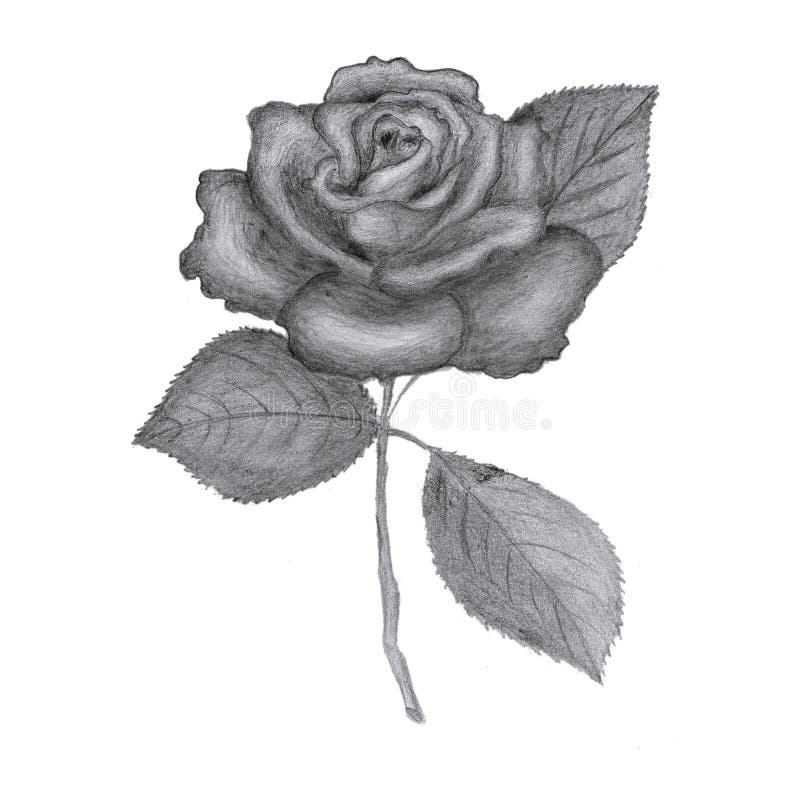 Rosa dibujada stock de ilustración