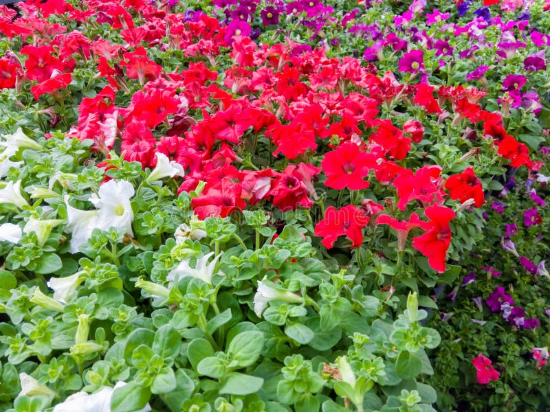 Exhibición colorida de las petunias blancas, rojas y púrpuras foto de archivo Exhibición colorida de las petunias blancas, rojas y púrpuras foto de archivo