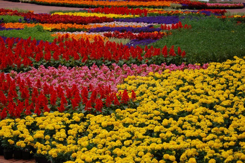 This is an annual display of spring flowers in Portland, Oregon`s Pioneer Courthouse Square. They are offered for sale when the display ends. This is an annual display of spring flowers in Portland, Oregon`s Pioneer Courthouse Square. They are offered for sale when the display ends.