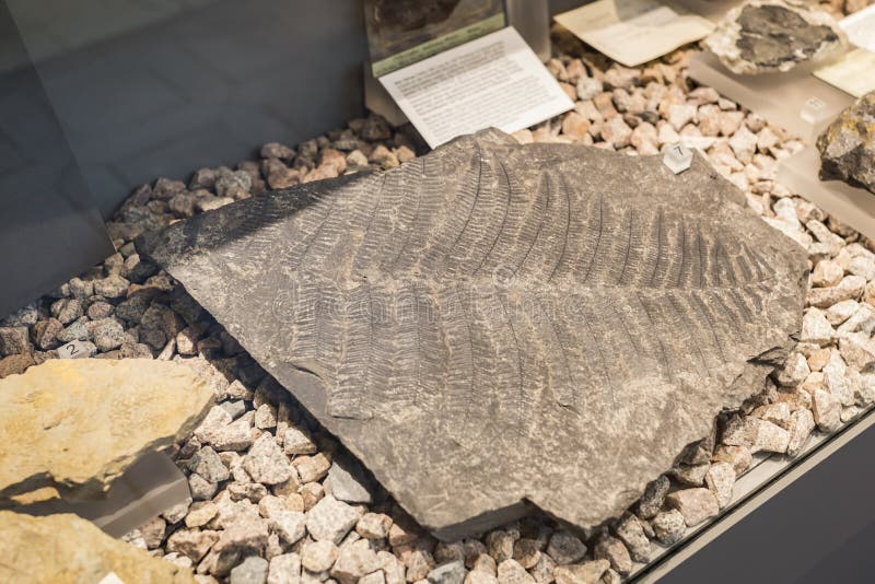 Exhibitaceae met oude fossielen van de flora en fauna van het Antropologisch Museum van München