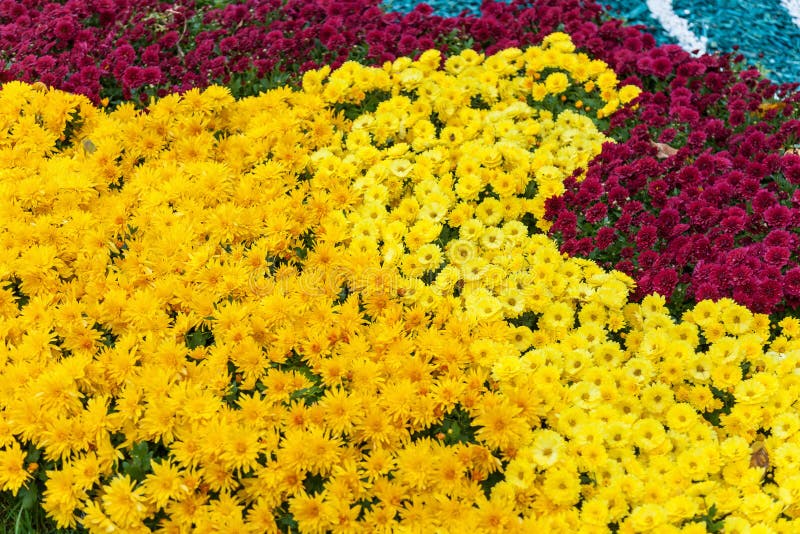 Exhibition of Chrysanthemums Stock Image Image of countrye, flower