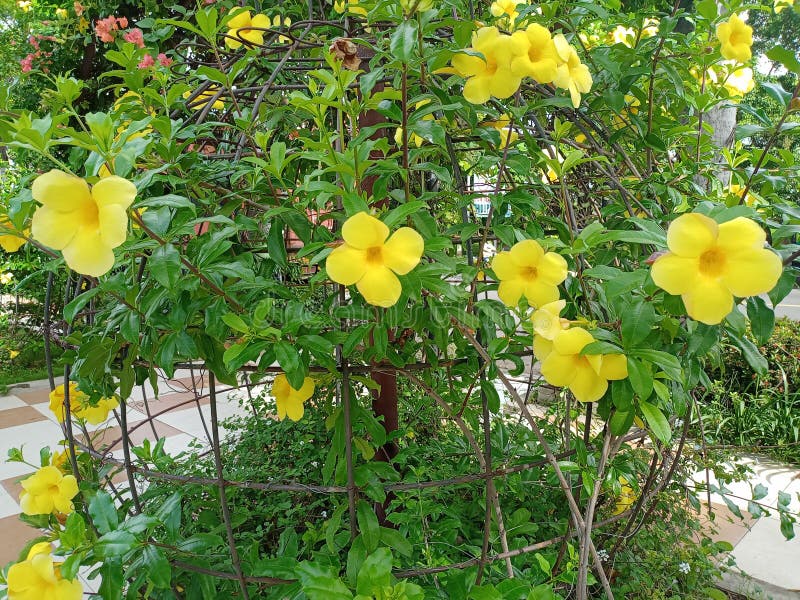 Existe De Flores De Alamanda Imagen de archivo - Imagen de prado, hierba:  207593267