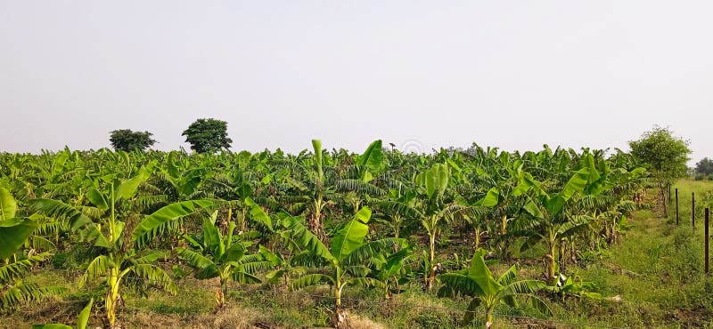 Banana plants may grow with varying degrees of success in diverse climatic conditions, but commercial banana plantations are primarily found in equatorial regions, in banana exporting countries. The four leading banana export countries worldwide are Ecuador, Costa Rica, Philippines, and Colombia. Now, the Indians are growing broad planting economically near the bank of Ganga river.
Banana plantations, as well as growing the fruit, may also package, process, and ship their product directly from the plantation to worldwide markets.
Production-related activities on a plantation may include cultivating and harvesting the fruit, transporting the picked bunches to a packing shed, hanging to ripen in large bunches, dividing large bunches into smaller market-friendly bunches, sorting, labeling, washing, drying, packing, boxing, storing, refrigeration, shipping, and marketing. Depending on the scope of the operation, other activities may include drying, food preparation, tourism, and market research. Banana plants may grow with varying degrees of success in diverse climatic conditions, but commercial banana plantations are primarily found in equatorial regions, in banana exporting countries. The four leading banana export countries worldwide are Ecuador, Costa Rica, Philippines, and Colombia. Now, the Indians are growing broad planting economically near the bank of Ganga river.
Banana plantations, as well as growing the fruit, may also package, process, and ship their product directly from the plantation to worldwide markets.
Production-related activities on a plantation may include cultivating and harvesting the fruit, transporting the picked bunches to a packing shed, hanging to ripen in large bunches, dividing large bunches into smaller market-friendly bunches, sorting, labeling, washing, drying, packing, boxing, storing, refrigeration, shipping, and marketing. Depending on the scope of the operation, other activities may include drying, food preparation, tourism, and market research.