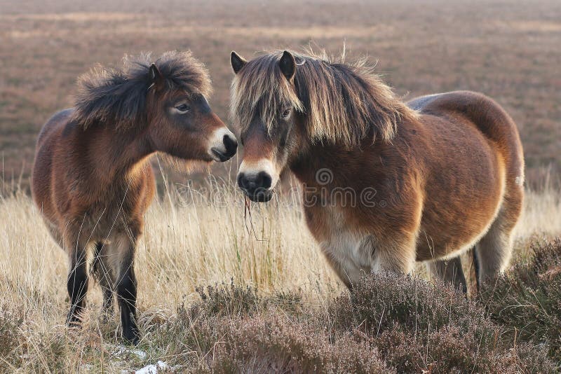 Exmoor-Ponys lizenzfreie stockbilder Exmoor-Ponys lizenzfreie stockbilder