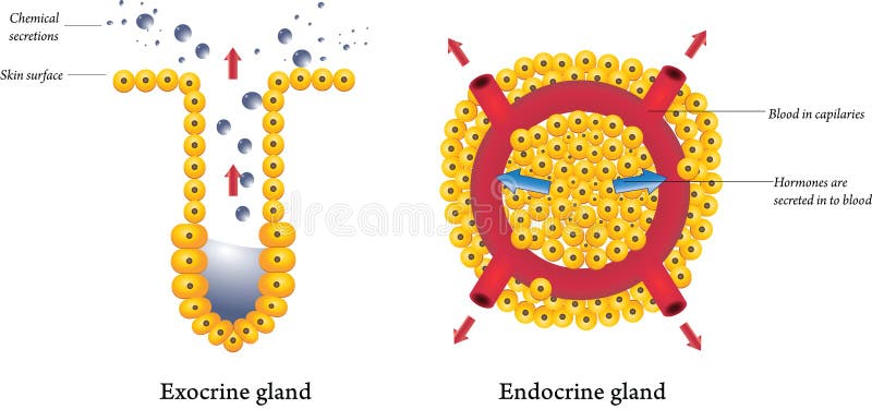 Exocrino endocrino glándulas sobre el blanco.