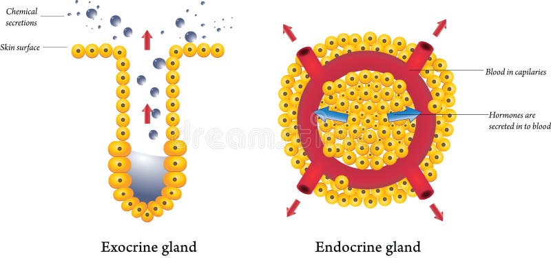 Exocrine Und Endokrine Drusen Vektor Abbildung Illustration Von Kanal Endokrin