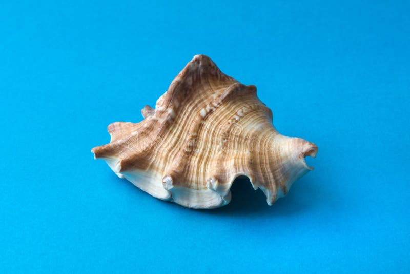 Mollusc Sea Shell Isolated on Black Glass Stock Image Image of light