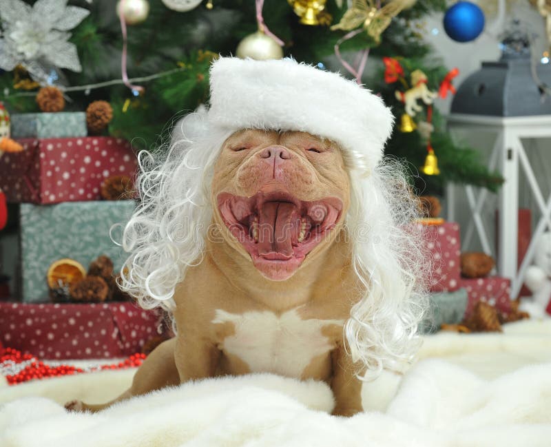 American Bully in the role of a Snow Maiden, in a white hat, laughs from his image. American Bully in the role of a Snow Maiden, in a white hat, laughs from his image