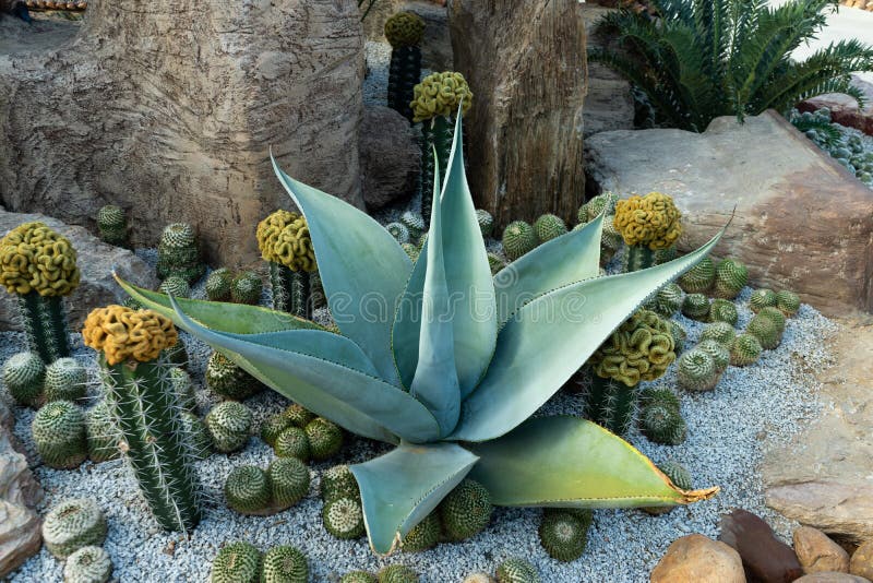 Exotic agave plant and cactus in ornamental backyard garden