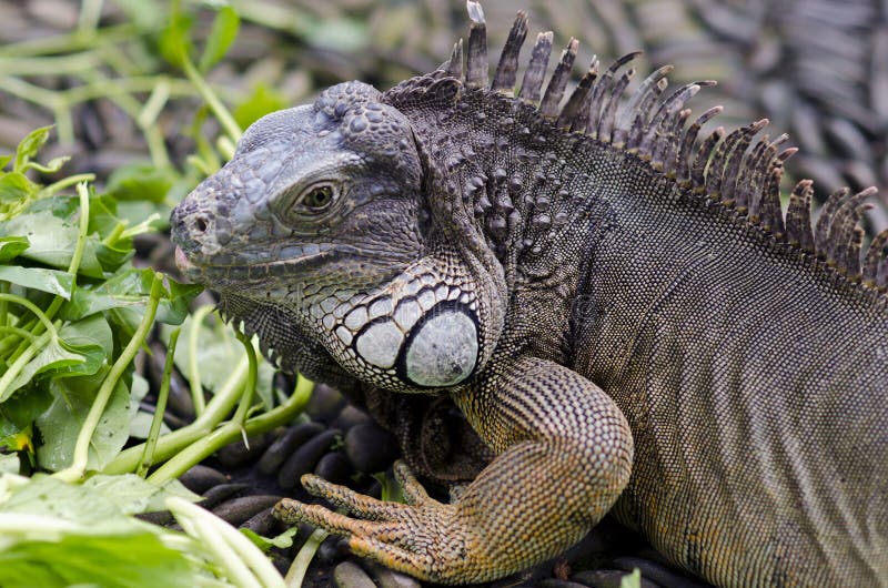 Exotic Animal. Close-up of Green Iguana. Reptile Portrait Stock Image ...