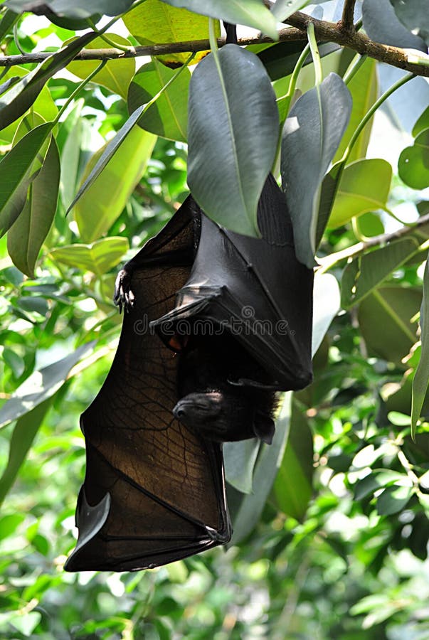 Exotic animals bat stock image. Image of green, head 72949861