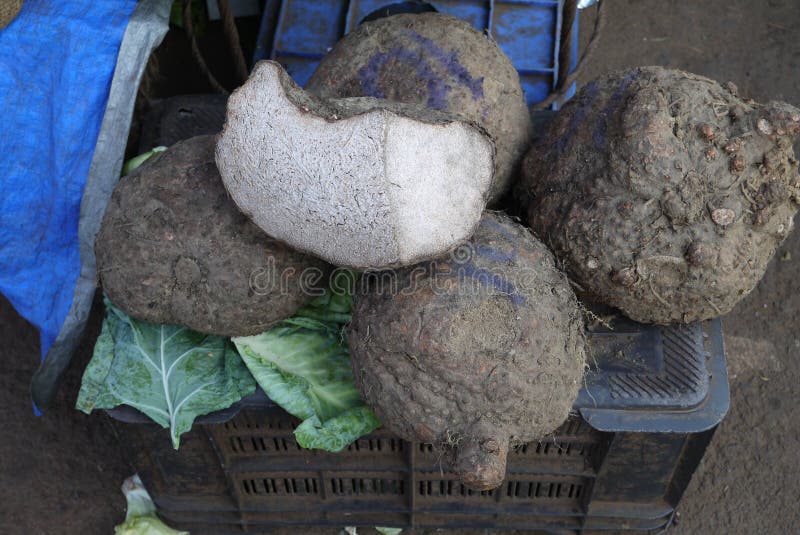 Exotic Asian vegetables stock photo. Image of food, suppression 65301598