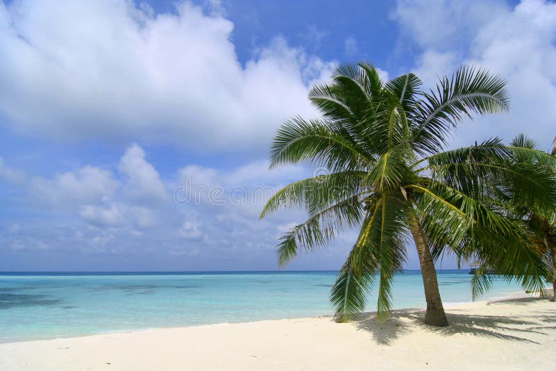 Exotic Beach in Maldives