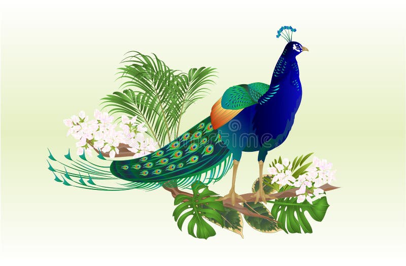 Exotic bird beauty Peacock natural and tropical flowers watercolor vintage vector illustration editable