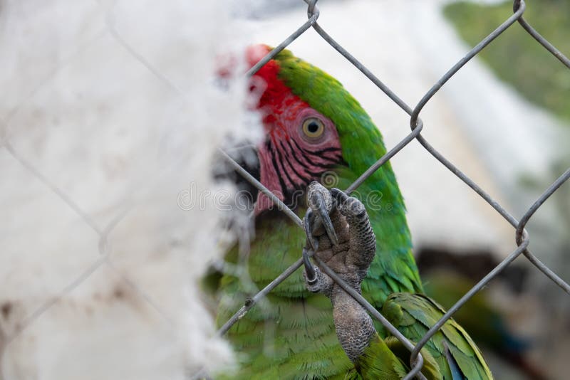 Esotico uccello pericolo da estinzione nella gabbia verde pappagallo, verde pappagallo.