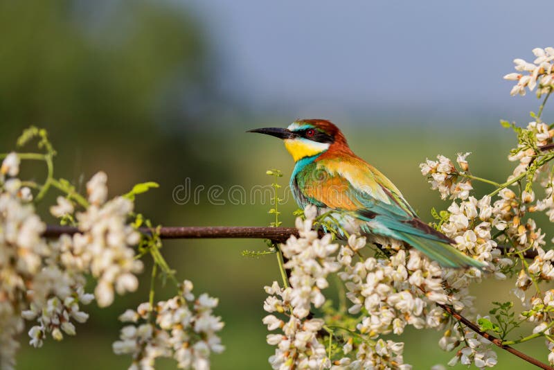 Exotic Bird among Flowers of a Blossoming Tree Stock Image Image of