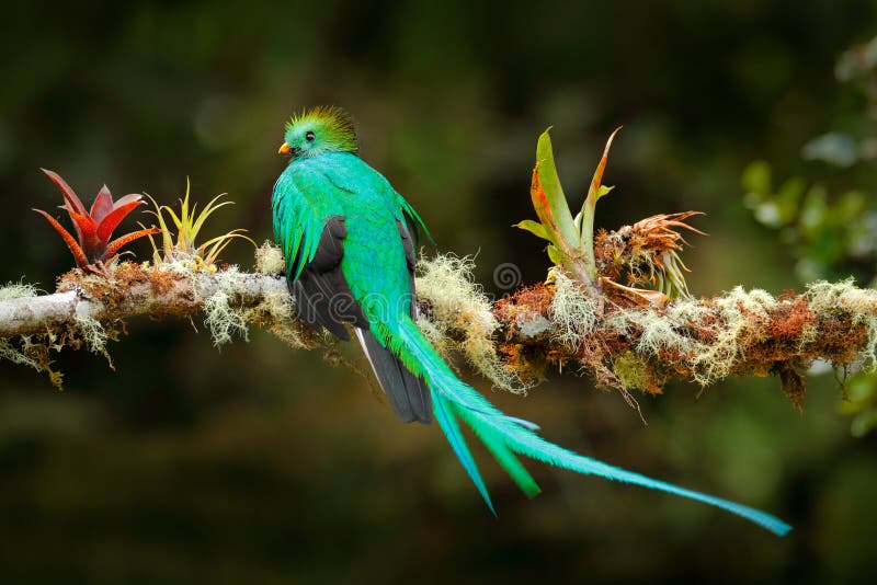 Exotic bird with long tail. Resplendent Quetzal, Pharomachrus mocinno, magnificent sacred green bird from Savegre in Costa Rica. R